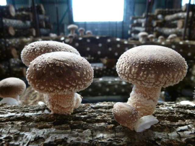Мицелий Шиитаке штамм 370 (Lentinula edodes)